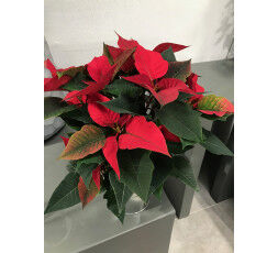 POINSETTIA AVEC CACHE POT