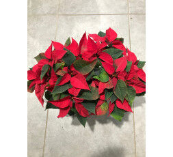 COUPE DE POINSETTIA