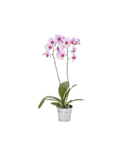 Orchidée