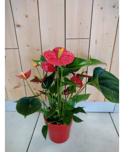 Anthurium rouge