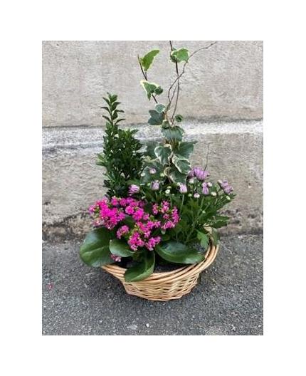 Coupe de plantes